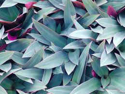 A portion of all proceeds will go to fund missions around the world. Moses In The Cradle Plant Care Growing Watering Flowering Propagation Plant Index