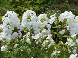 Proven outdoor cut flower and garden perennial. Pin On Grow Cut Flowers Uk