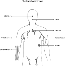A large number of lymph nodes are linked throughout the body by the lymphatic vessels. Lymph Node Dissection Canadian Cancer Society