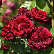 Potted climbing roses can be planted at any time of the year providing the ground is not frozen or lying wet. Highgrove Climbing Rose Peter Beales Roses The World Leaders In Shrub Climbing Rambling And Standard Classic Roses