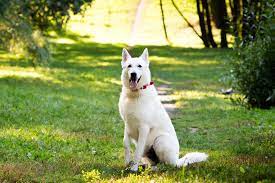 German shepherd puppies for sale, there are 3 beautiful girls and 4 lovely boys all can been seen with mum and dad. Premium White Swiss Shepherd Dogs Are Being Sold Off As Cheaper German Shepherd Puppies