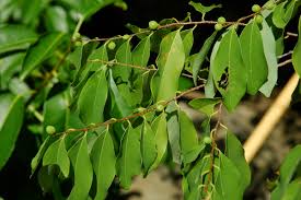 Image result for Bridelia