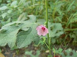 Image result for Urena lobata