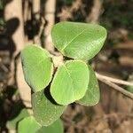 Image result for Androstachys