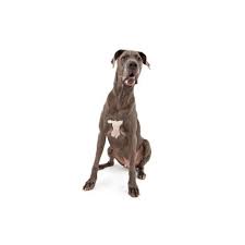How much do great dane puppies cost? Great Dane Puppies Pet City Pet Shops