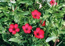 Wildflower Seed Scarlet Flax Wildflower Seeds Flower Seeds Wild Flowers