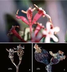 Image result for Habenaria huillensis