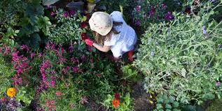 It is a very convenient way to control unwanted weeds like cactus. 13 Best Homemade Weed Killers How To Kill Weeds Organically