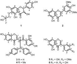 Image result for Ochna macrocalyx