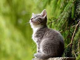 Die samtpfote angelt fische aus dem gartenteich des nachbarn. Katze Aus Garten Vertreiben Die Besten 7 Tipps