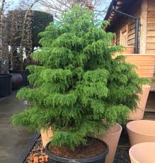 Image result for Cryptomeria