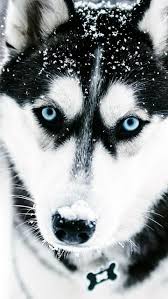 افضل خلفيات الذئب , اروع صور الذئاب للفوتوشوب , 2021 wolf wallpapers. Ø®Ù„ÙÙŠØ¢Øª Ø¹Ø¢Ù„ÙŠÙ‡Û Ø¢Ù„Ø¬ÙˆØ¯Ù‡Û Ø®Ù„ÙÙŠØ¢Øª Ø¹Ø¢Ù„ÙŠØ© Ø¢Ù„Ø¬ÙˆØ¯Ù‡Û Hd 4k Facebook