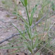 Image result for Wahlenbergia hookeri