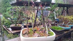 Our members are dedicated to educating each other and the public in the enjoyment and cultivation of bonsai. Vancouver Bonsai Store