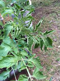 The vascular system shows a. Pin On Gardening