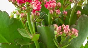 Comment Planter Et Cultiver Le Kalanchoe Thyrsiflora Kalanchoe Planter Des Fleurs Comment Planter
