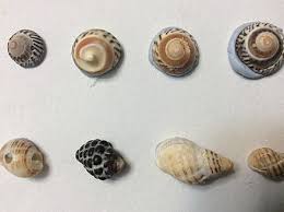 As soon as a baby snail is born, it starts chewing the shell of the egg it hatched from. Seashell Wikiwand