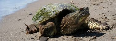 Snapping Turtle Ontario Nature Advocate For Nature