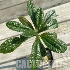 Image result for Dorstenia schliebenii
