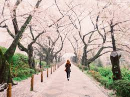 One of them is included many activities hanami in cherry blossom time. The Top 7 Places In Japan To See Cherry Blossom Booking Com