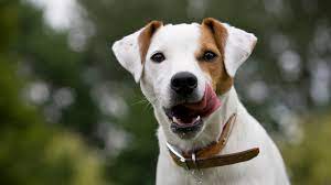 Parson Russell Terrier Full Profile History And Care