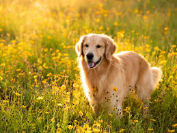 Image result for zlatý retrívr