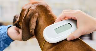 Aaha is not affiliated or. What Is A Pet Microchip The 411 On Microchipping Dogs And Cats Bechewy
