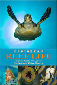 caribbean reef life caribbean reef life a field guide