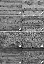 Image result for Ischaemum afrum