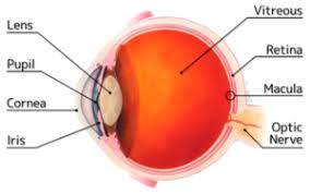 Macular Degeneration Fort Myers Low Vision Naples Retina