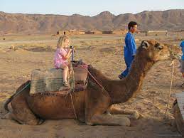 But getting on and riding a camel, especially if you're a novice, is anything but noble. Riding Dromedary Camels In The Moroccan Desert