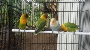 Burung murai daun jumbo super gacor siap dikonteskan mp3 duration 6:27 size 14.76 mb / partebbak pidong 5. Daftar Harga Burung Terkini Di Pasty Yogyakarta Tribun Jogja