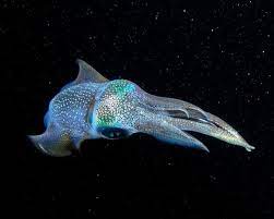 Space Squid National Geographic Photo Contest National Geographic Weird Animals