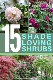 Looking to create natural shade with shrubs at home in north texas? Pin On Perennial Garden