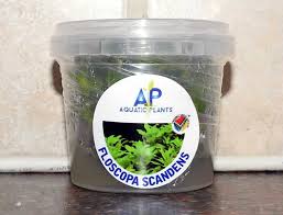 Image result for Floscopa africana