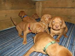 Image result for maďarský krátkosrstý ohař