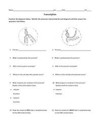 1 transcription & translation worksheet. Dna Translation Lesson Plans Worksheets Lesson Planet