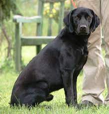 Black solid black german shorthaired pointer. Black German Shorthaired Pointer Pictures Google Search German Shorthaired Pointer German Shorthaired Pointer Black German Shorthaired Pointer Dog