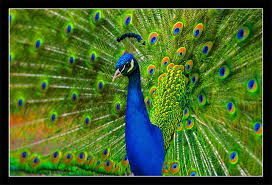 Blue Bird With Big Feathers This Bright Blue Bird With Green Tail Feathers Is From Asia Description From Wwwsoon To Be Zookeeper Blogspot Com Most Beautiful Birds Peacock Beautiful Birds
