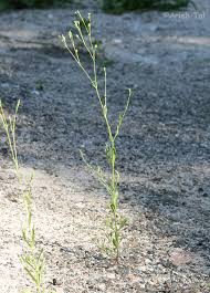 Image result for Silene abyssinica