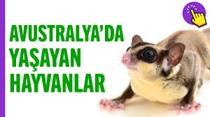 Avustralya Da Yasayan Hayvan Turleri Hayvanlar Alemi Aklinda Olsun Youtube
