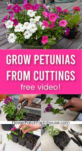 Grow Petunias From Cuttings Petunias Container Gardening Flowers Diy Container Gardening
