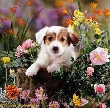 See dog flowers stock video clips. Wallpaper Cute Puppies With Flowers Novocom Top