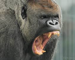 25 Remarkable Photographs Of Gorillas Canine Tooth Silverback Gorilla Gorilla