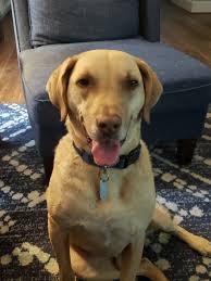 Daily activities for active Chessies and swimming for special needs