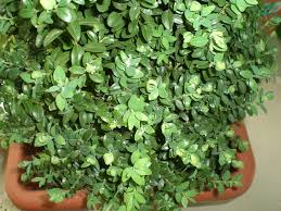 Weisser Flockiger Belag Auf Buxus Muss Ich Spruhen Buxfloh Pflanzenkrankheiten Schadlinge Green24 Hilfe Pflege Bilder