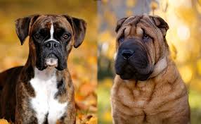 Some are more expensive and can reach a price of $3,000 because of bloodline or show quality, and other factors like the breeder's location and popularity, the pup's gender, as well as their availability. Boxpei Complete Guide Info Pictures Care More Pet Keen