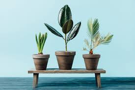 The leaves are very fleshy and thick and are in the shape of triangles. The Best House Plant You Can Buy According To Your Needs