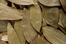 CINNAMOMUM TAMALA (Tejpat)