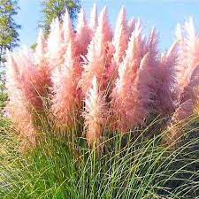 Giant Pink Pampas Grass Cortaderia Selloana Rosea Pack Of Three Plants Pink Pampas Grass Cortaderia Cortaderia Selloana